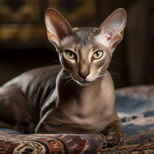 Oriental shorthair cat laying on a carpet