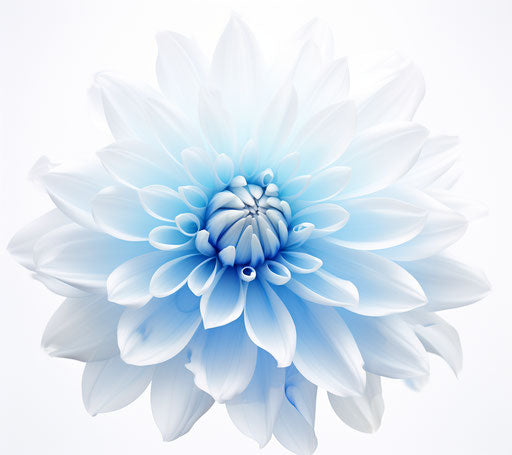 Blue chrysanthemum flower in the style of Zeiss Batis 18mm f/2.8