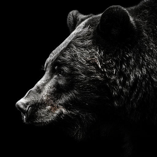Black bear in black and white, intense and dramatic