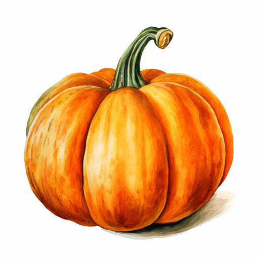 Pumpkin in Oil painting style on white background