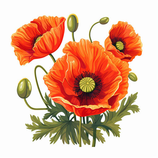 Poppy clipart in the style of Oil painting, on a white background
