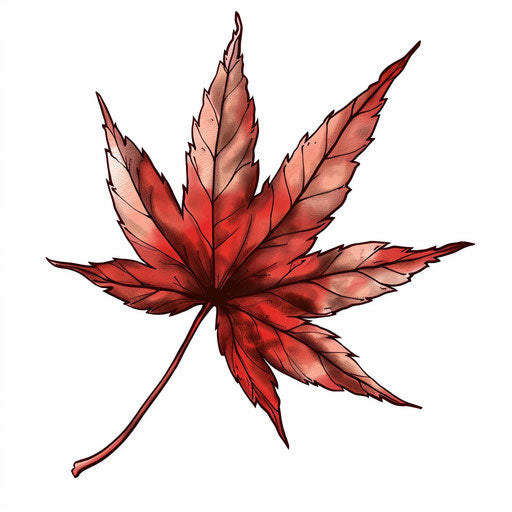 Graphic illustration of bold Japanese maple leaf tattoo, autumn red
