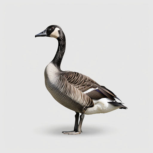 Detailed realistic goose illustration on white backdrop