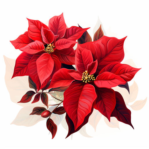 Oil painting style Poinsettia clipart on white background