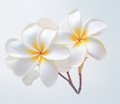 Two white flowers on white background, angelic photo style