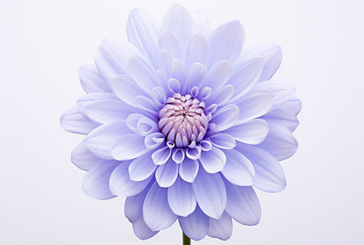 blue flower on white background, light purple and white style