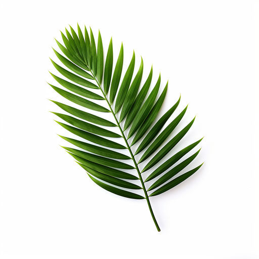 Palm leaf in Minimalist style on white background
