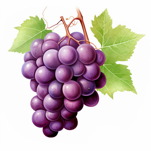 Grapes clipart in the style of oil painting on white background