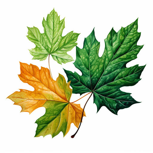 Leaves in Oil painting style on white background