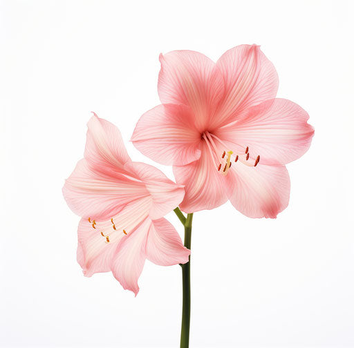 Pink amaryllis flowers blooming isolated on white background