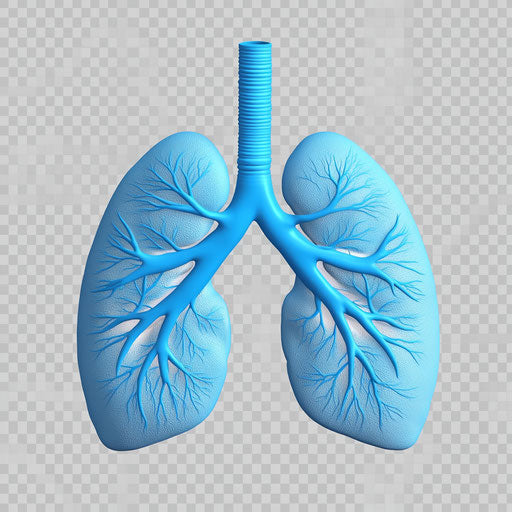 3D Lungs on Flat White Background