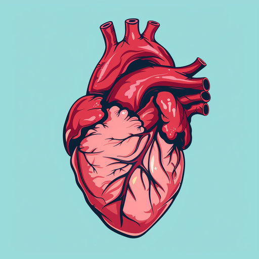 Cartoon heart illustration in undefined anatomy style