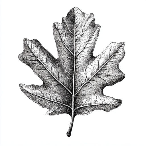 Realistic oak leaf with fine details and shading, Stephen Wiltshire style