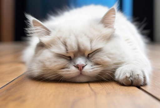 White cat on wooden floor, dark beige and blue style
