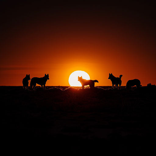 Wild dog pack silhouetted against the setting sun