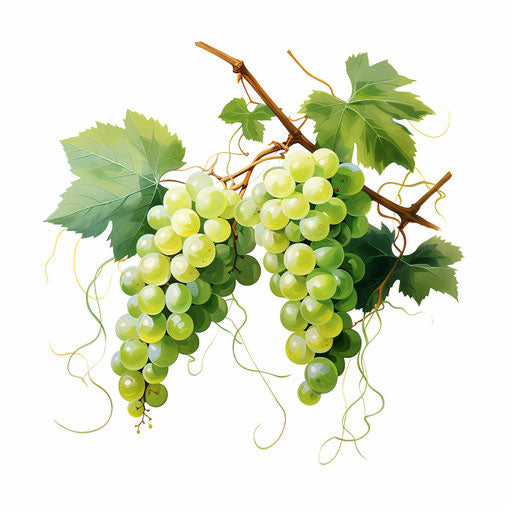 Vine illustration in the style of Oil painting, white background