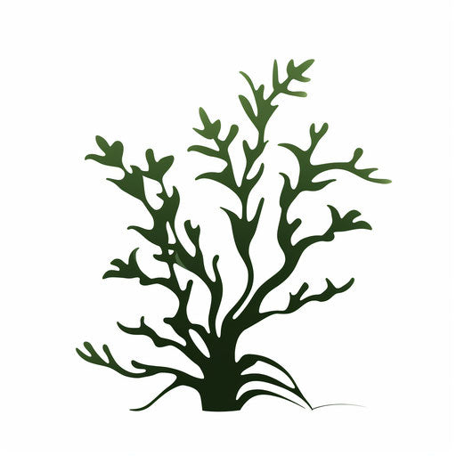 Minimalist seaweed illustration on white background