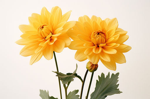 Two large yellow flowers on each side, high-key lighting style