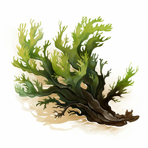 Seaweed clipart in the style of Chiaroscuro Art, on a white background