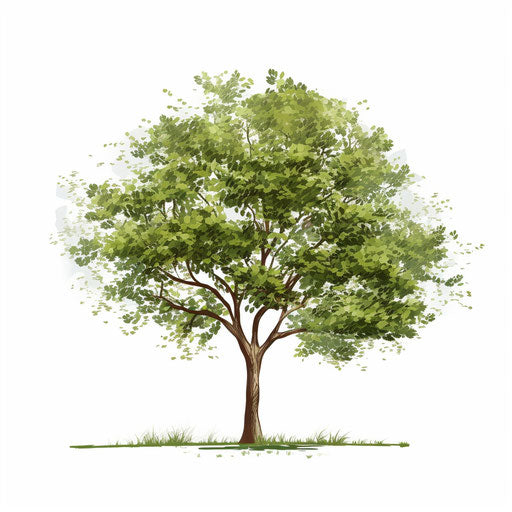 Minimalist style tree png clipart on white background