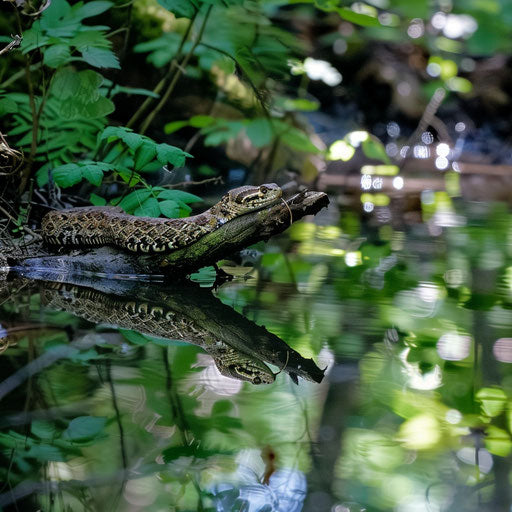 Rattlesnake on branch above clear forest brook