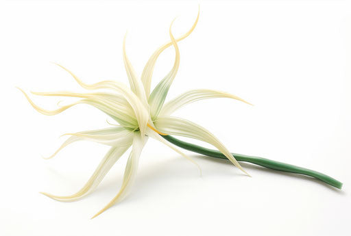 Vanilla flower isolated on white, eco-friendly craftsmanship