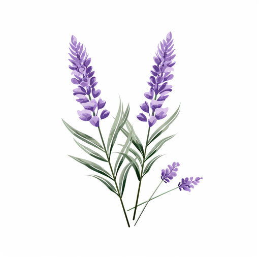 Lavender illustration in Minimalist style, on white background
