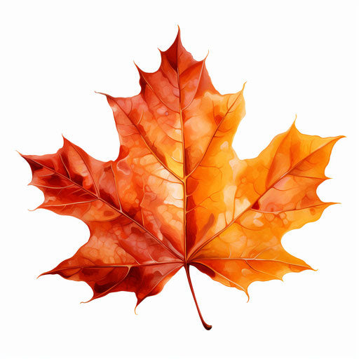Maple leaf in Oil painting style, on white background
