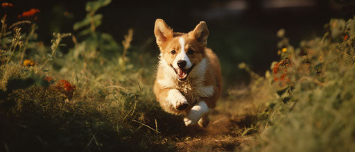 Adorable corgi dog running in a field