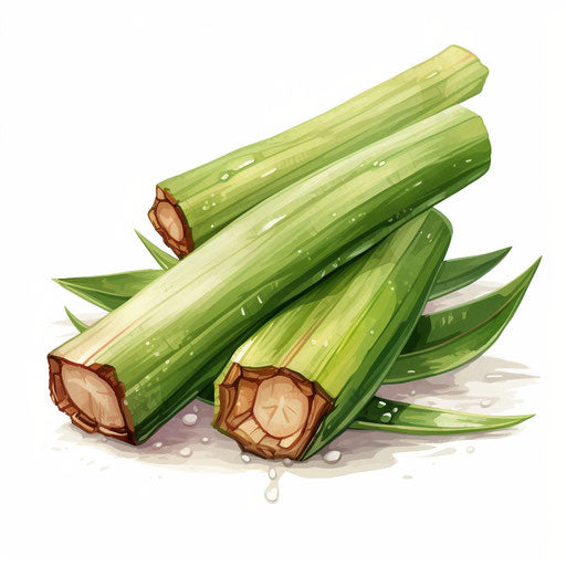 Sugarcane illustration in the style of Oil painting, on a white background