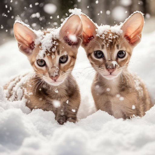 Oriental shorthair cat kittens playing in the snow