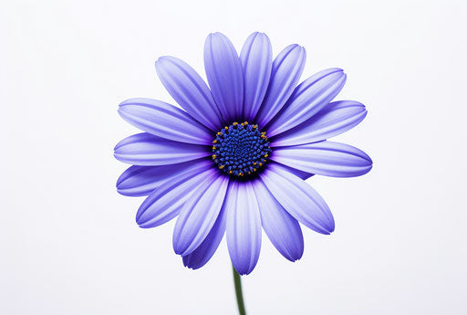 Blue daisy isolated on white background, light purple and light navy style