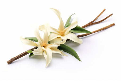 Vanilla flower isolated on white background, eco-friendly craftsmanship, light green and dark amber