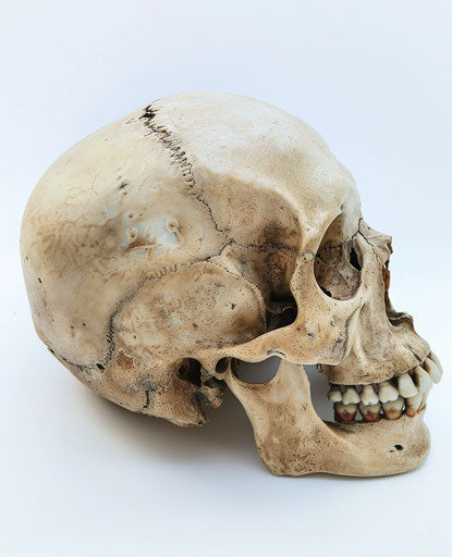 Human skull on white background, grandparentcore, gothcore