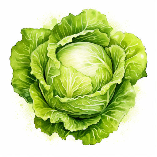 Lettuce illustration in the style of oil painting, on white background