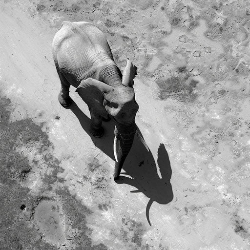 The lone elephant in the morning light