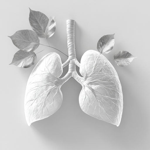 3D Lungs on Flat White Background, Isolated Clipart