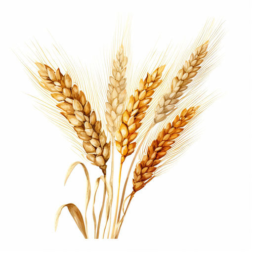 Wheat illustration in the style of Oil painting, on white background