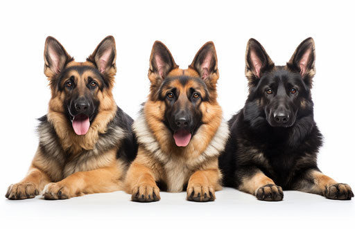Three German shepherds lying down in front of white background