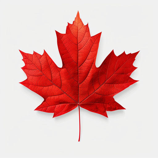 Realistic maple leaf on flat white background