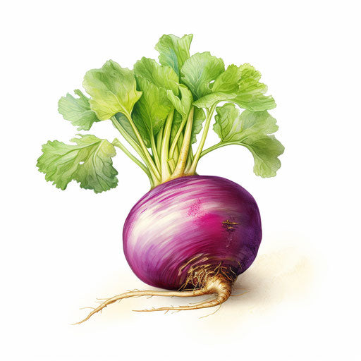 Turnip illustration in the style of oil painting, on white background