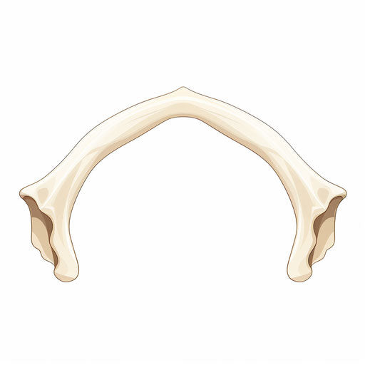 Minimalist style bone illustration on white background