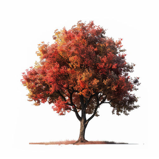 Realistic autumn tree illustration on white background