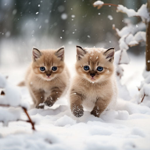 Burmese cat kittens playing in the snow