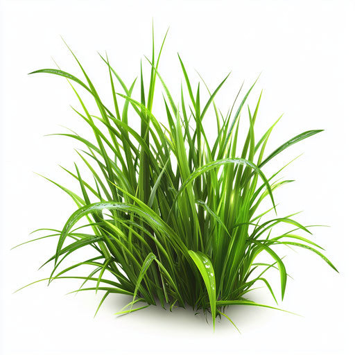 3D grass in photo realistic style with flat white background, isolated clipart