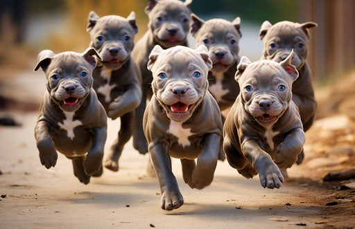 Pit bull puppies - pit bulls and pit bulldogs, dark silver and dark brown style, dynamic and energetic, jump cuts, thriftcore 17:11