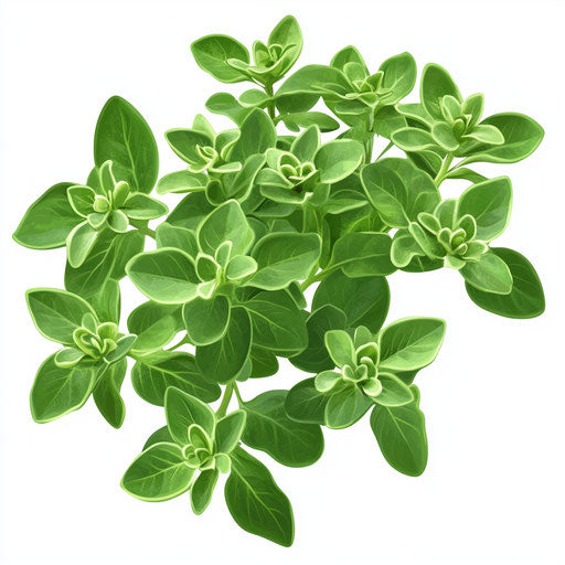 Realistic clipart of oregano, high-resolution, isolated