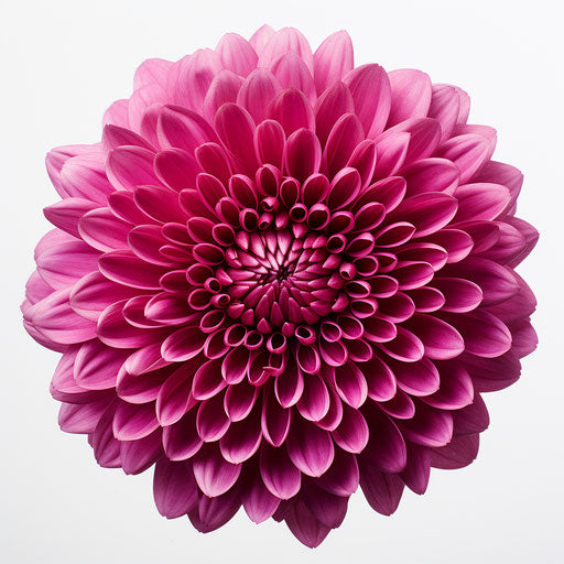 Purple chrysanthemum on white background, intense colors