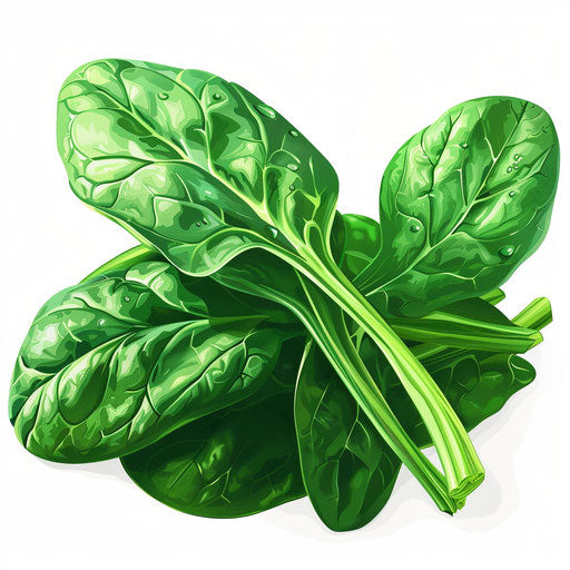 Spinach clipart in photo realistic style with flat white background