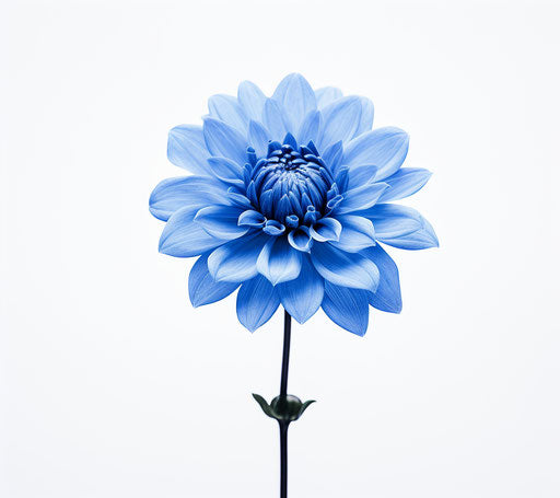 Blue flower isolated on white background, flickr style, high resolution